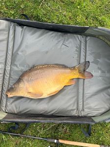 Mirror Carp