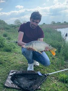 Common Carp