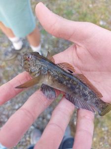 Round Goby