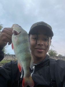 European Perch