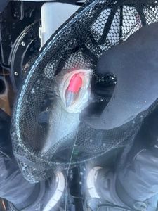 European Bass (Seabass)