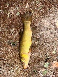 Tench