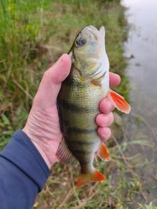 European Perch