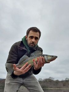 Zander