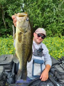 Largemouth Bass