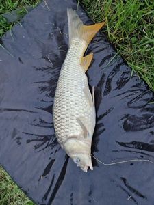 Common Carp