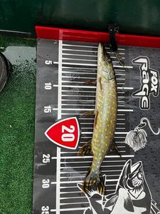 Northern Pike