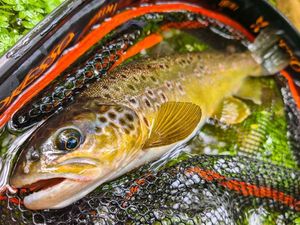 Brown Trout