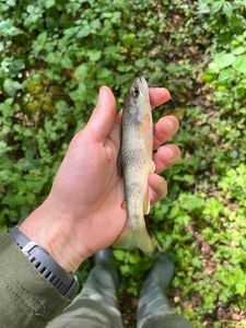 Brown Trout