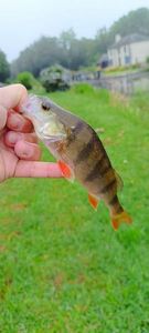 European Perch