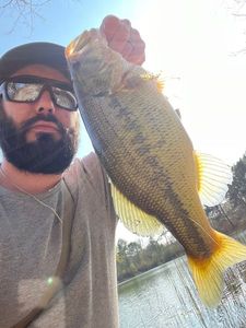 Largemouth Bass