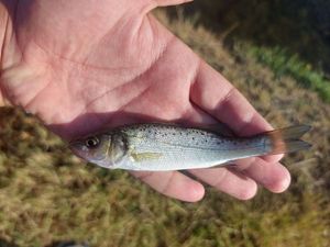 European Bass (Seabass)