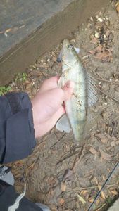 Zander