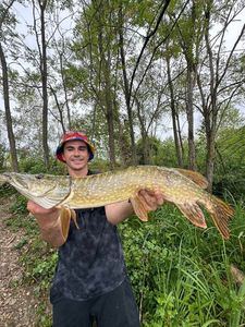 Chain Pickerel