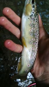 Brown Trout