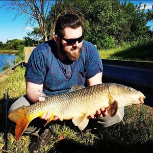 Common Carp
