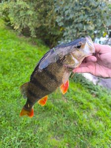 European Perch