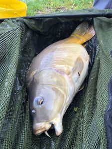 Mirror Carp