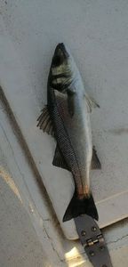 European Bass (Seabass)