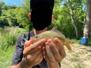Mirror Carp