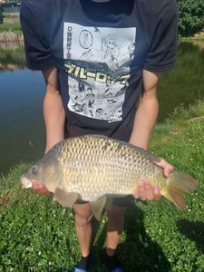 Common Carp