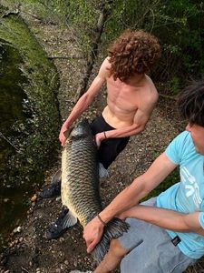 Grass Carp