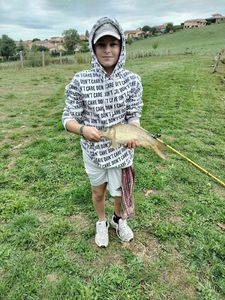 Common Carp