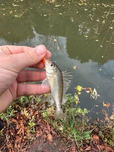 Ruffe