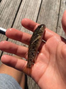 Giant Goby