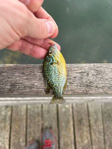 Green Sunfish