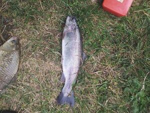 Rainbow Trout
