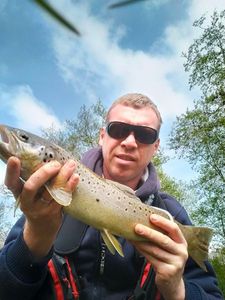 Brown Trout