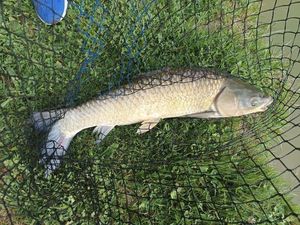 Grass Carp