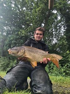 Common Carp