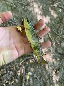 Brown Trout