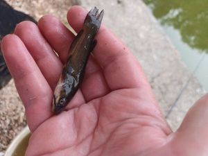 Black Bullhead