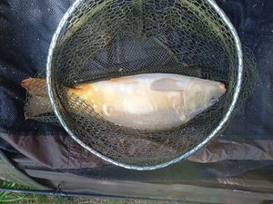 Mirror Carp