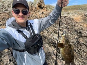 Ballan Wrasse