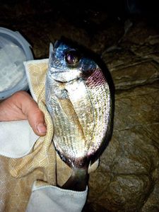White Seabream