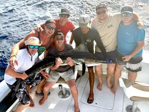 Striped Marlin