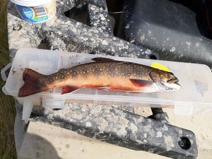 Spotted Seatrout