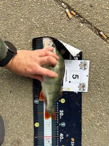 European Perch