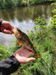 European Perch