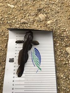 Round Goby