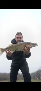 Zander