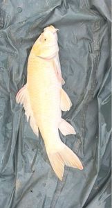 Koï Fish