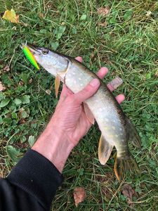 Northern Pike