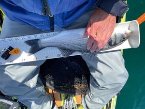European Bass (Seabass)