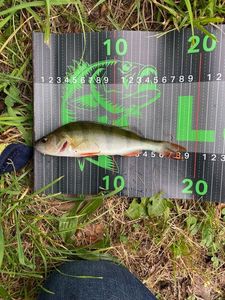 European Perch