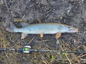Northern Pike